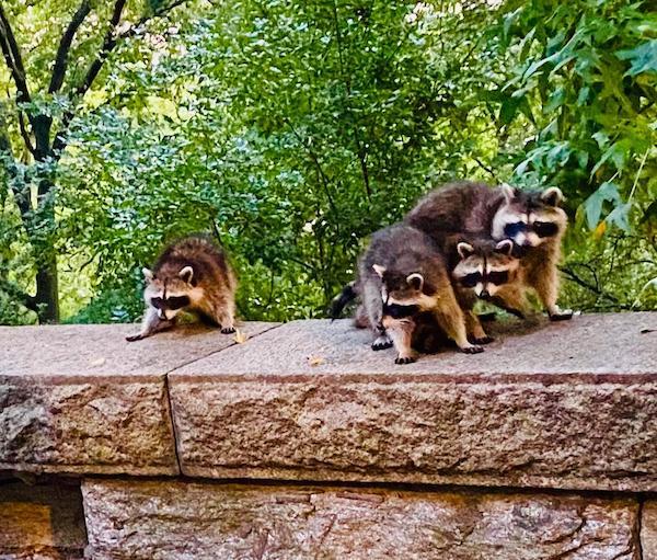 Riverside Park Raccoon Takeover