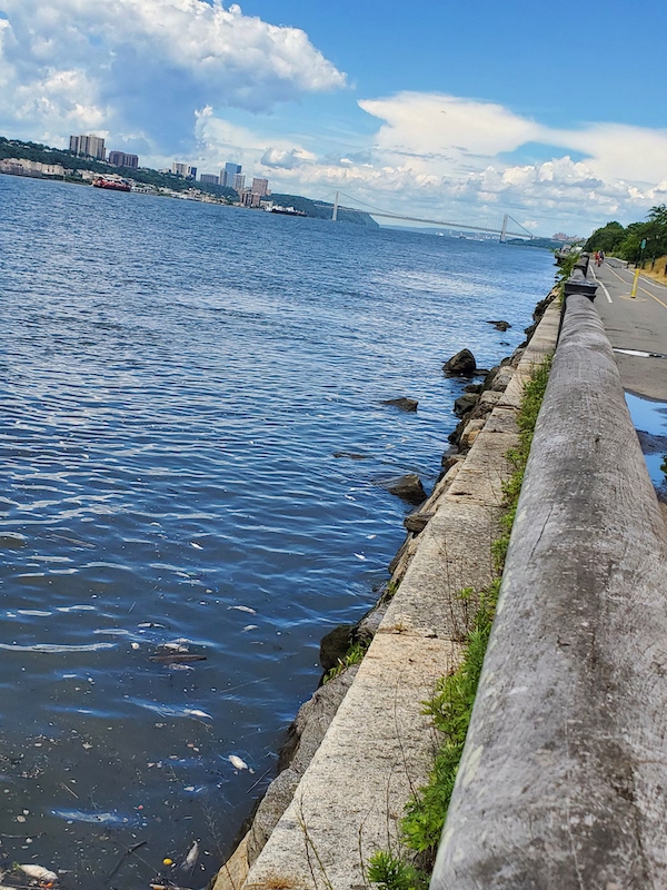 dead fish Hudson River NYC