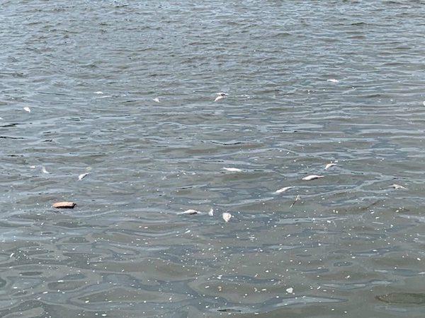 dead fish West Harlem Piers