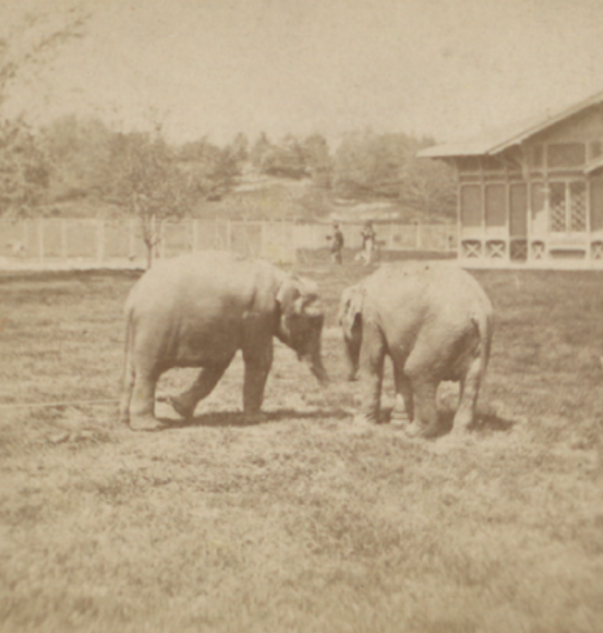 elephants in Central Park