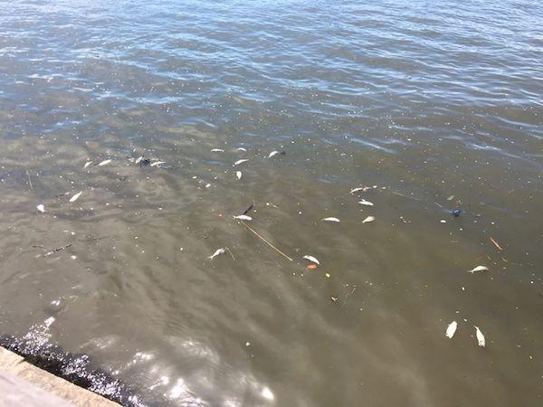 why are dead fish floating in hudson river