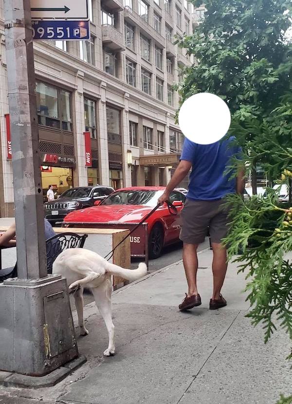 dog pees near diners