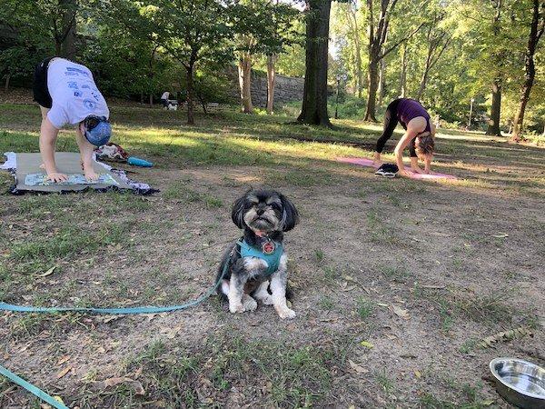 yoga with yorkie