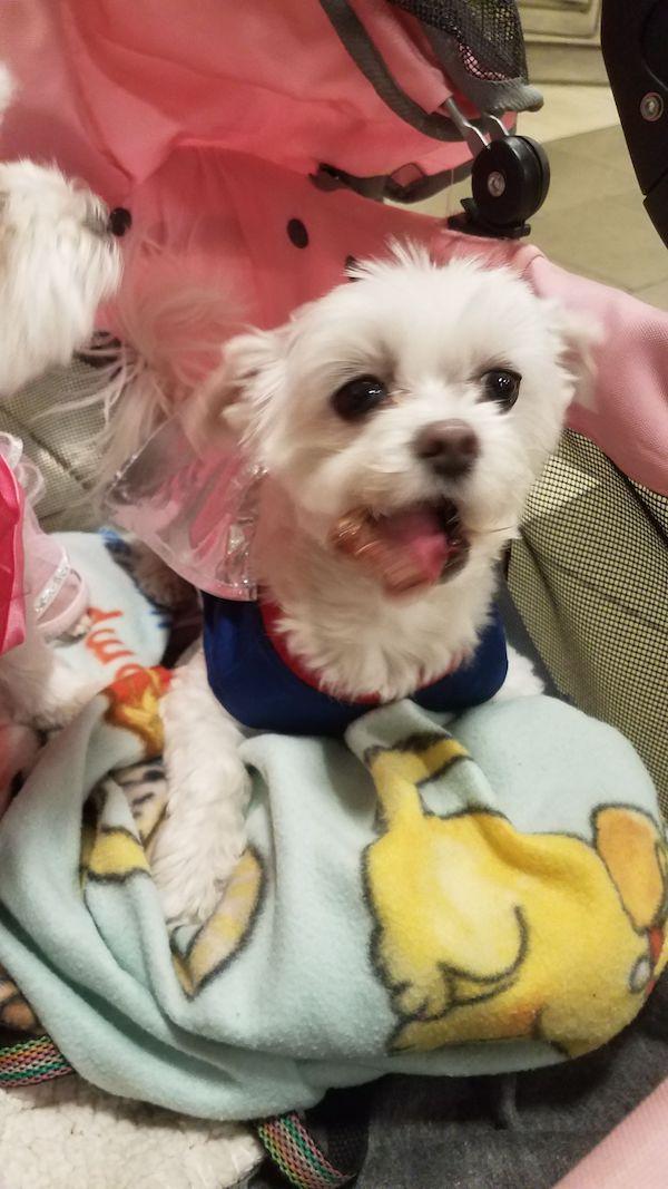 doggie blessing