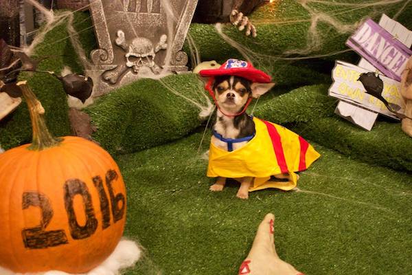 halloween dog uws