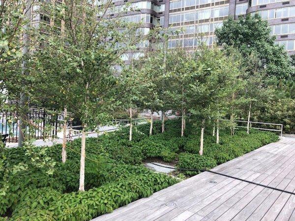 new trees riverside park
