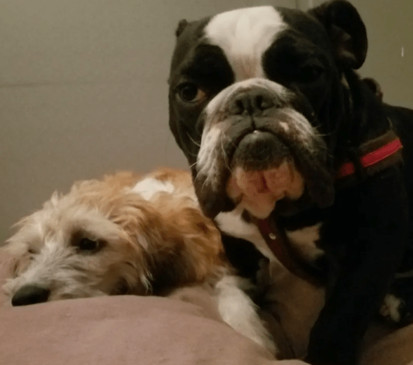 puppy love