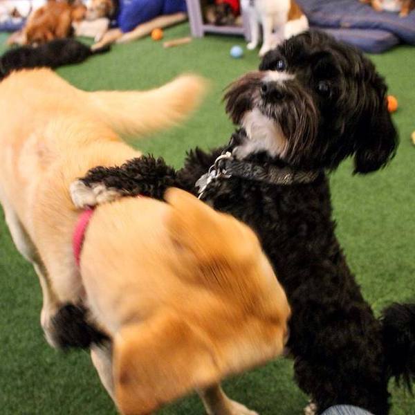 puppy playdate