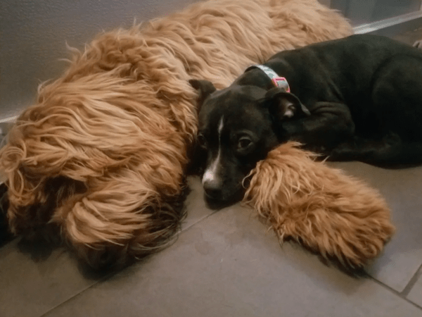 puppy sleepover
