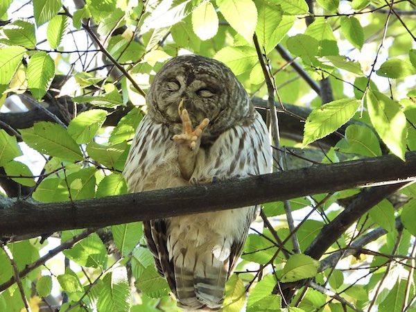 Second Barred Owl