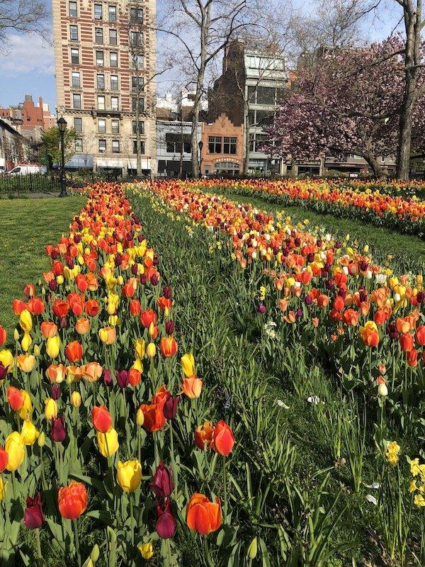 Tulips Theodore Roosevelt Park