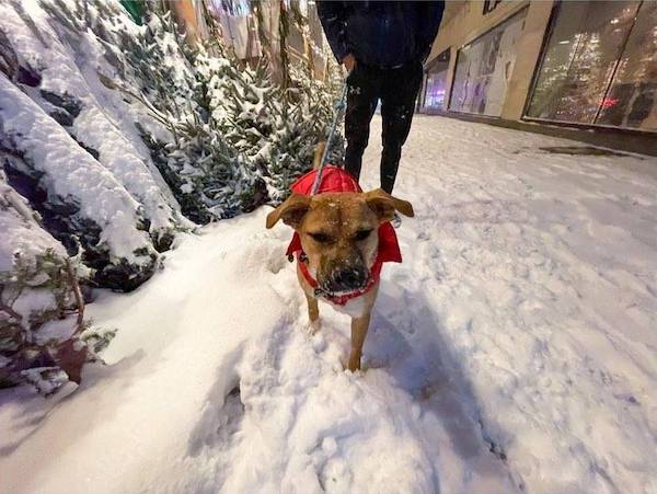 2020 snowstorm nyc