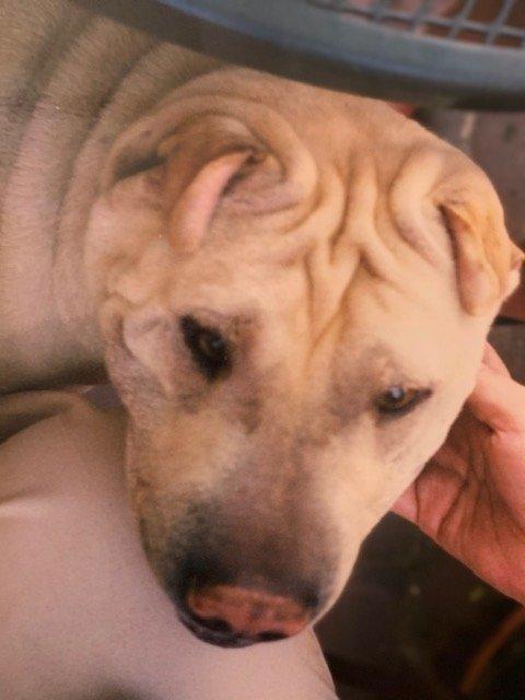 Harry dog 86th Street