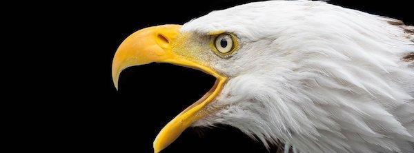 bald eagle sighting nyc