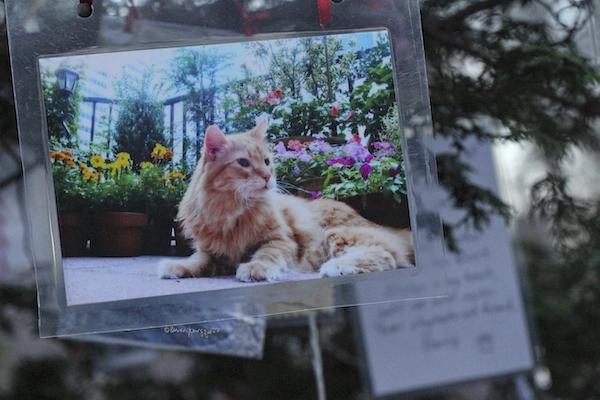 cat memorial central park
