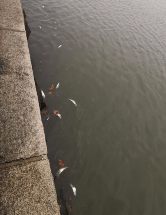dead bunker fish hudson river nyc