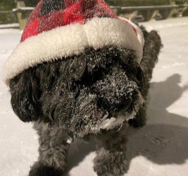 dog wearing santa hat