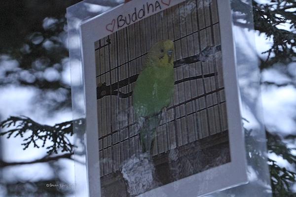 pet bird memorial