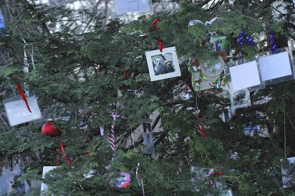 pet memorial tree central park