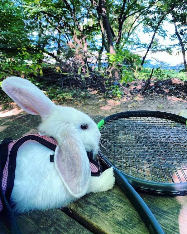 bunny and tennis racket