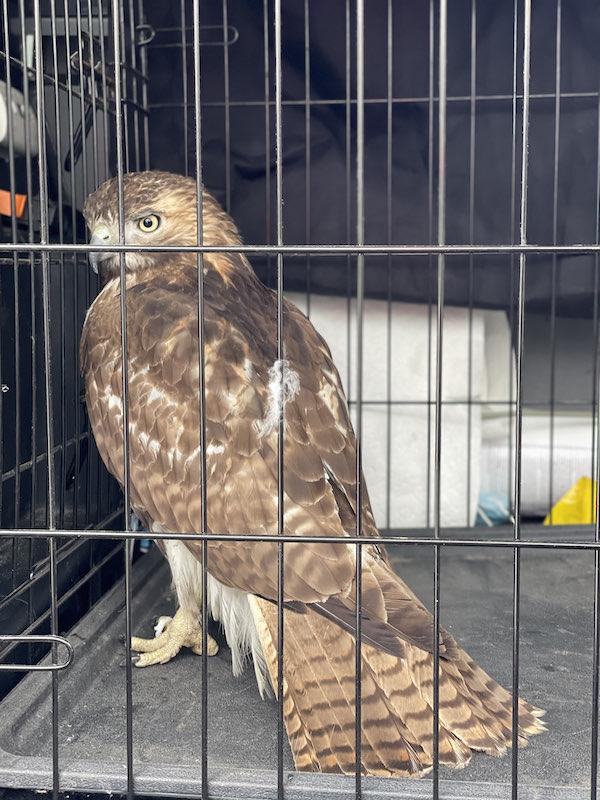 Lucky Hawk