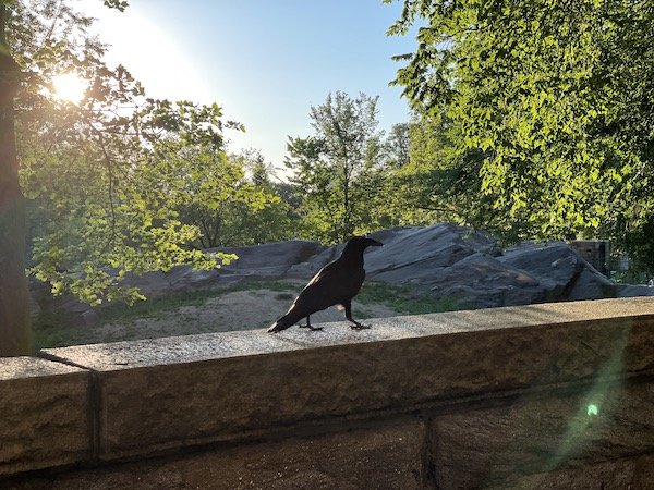 Raven sighting Riverside Park