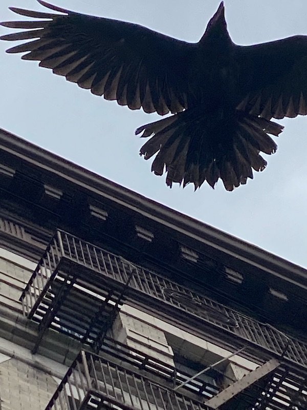mid flight raven