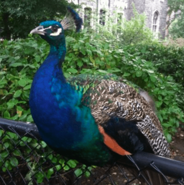 Harry the peacock