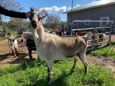 Skittles Goat