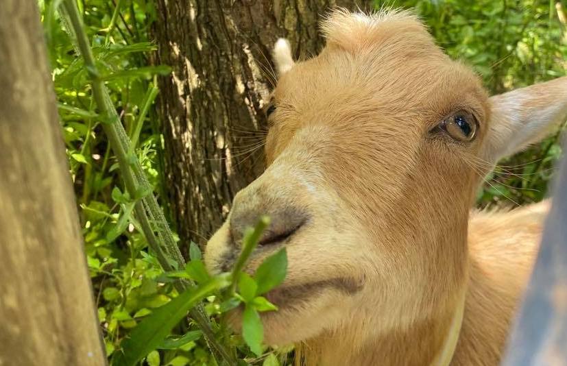 goats are back