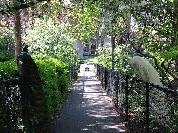 peacocks upper west side nyc