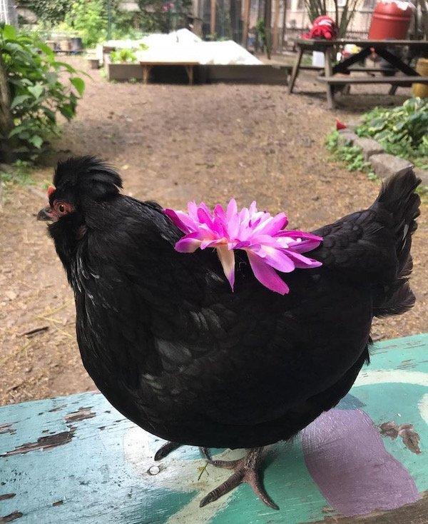Lady Sybil missing chicken