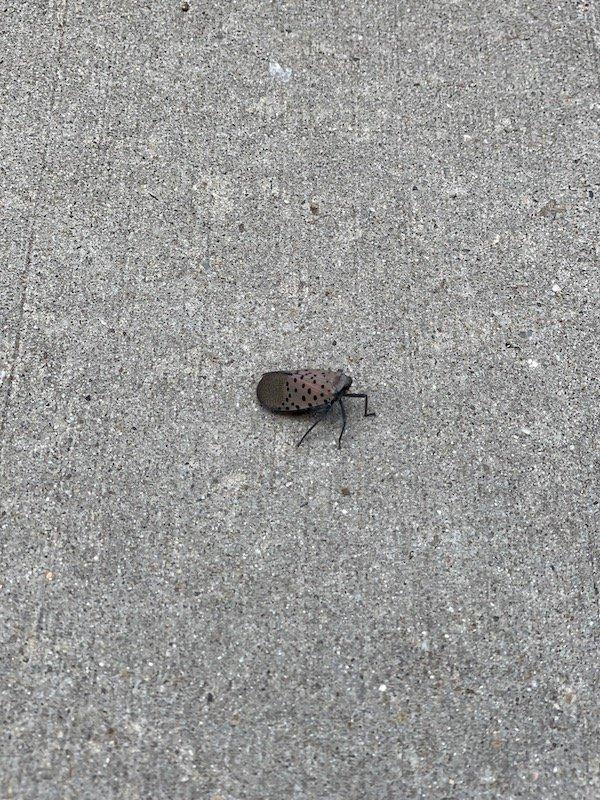 Spotted Lanternflies NYC