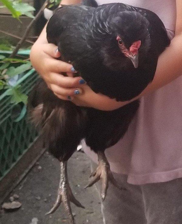 chicken missing nyc garden