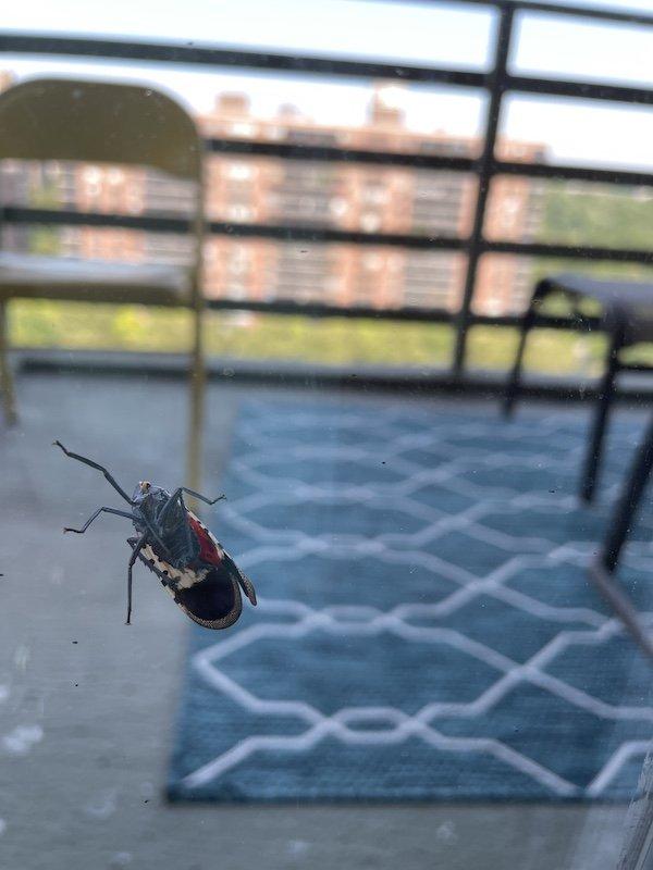 spotted lantern fly NYC