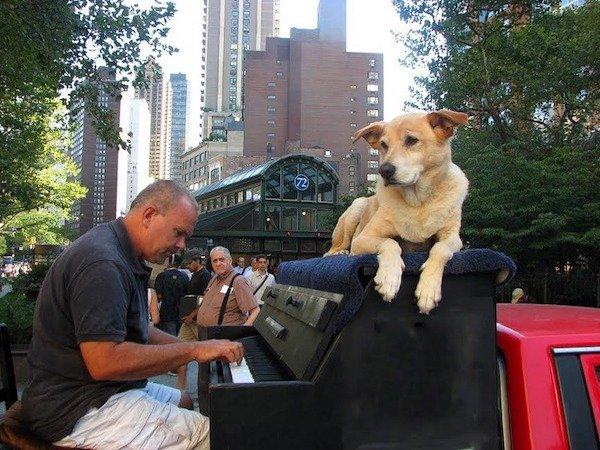 traveling piano man