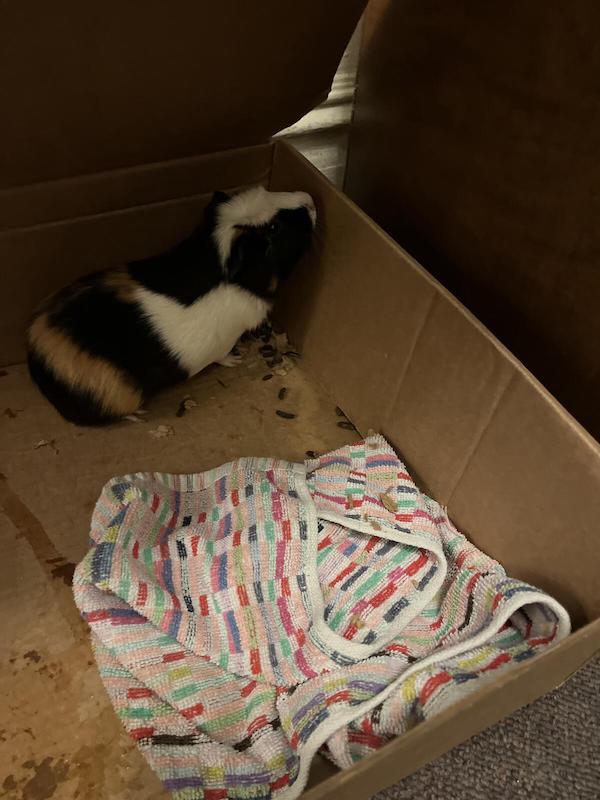abandoned guinea pig