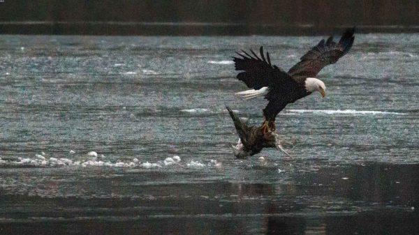 bald eagle attack central park reservoir NYC