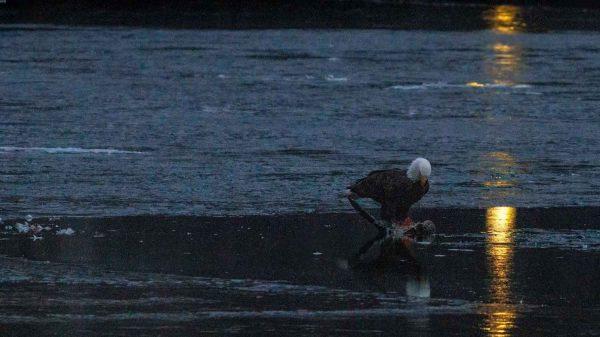 bald eagle hunts seagull