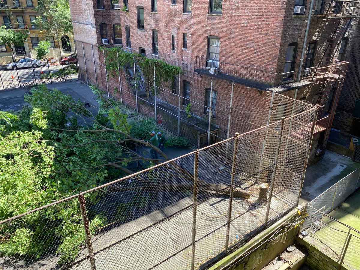 PS 165 playground trees cut down