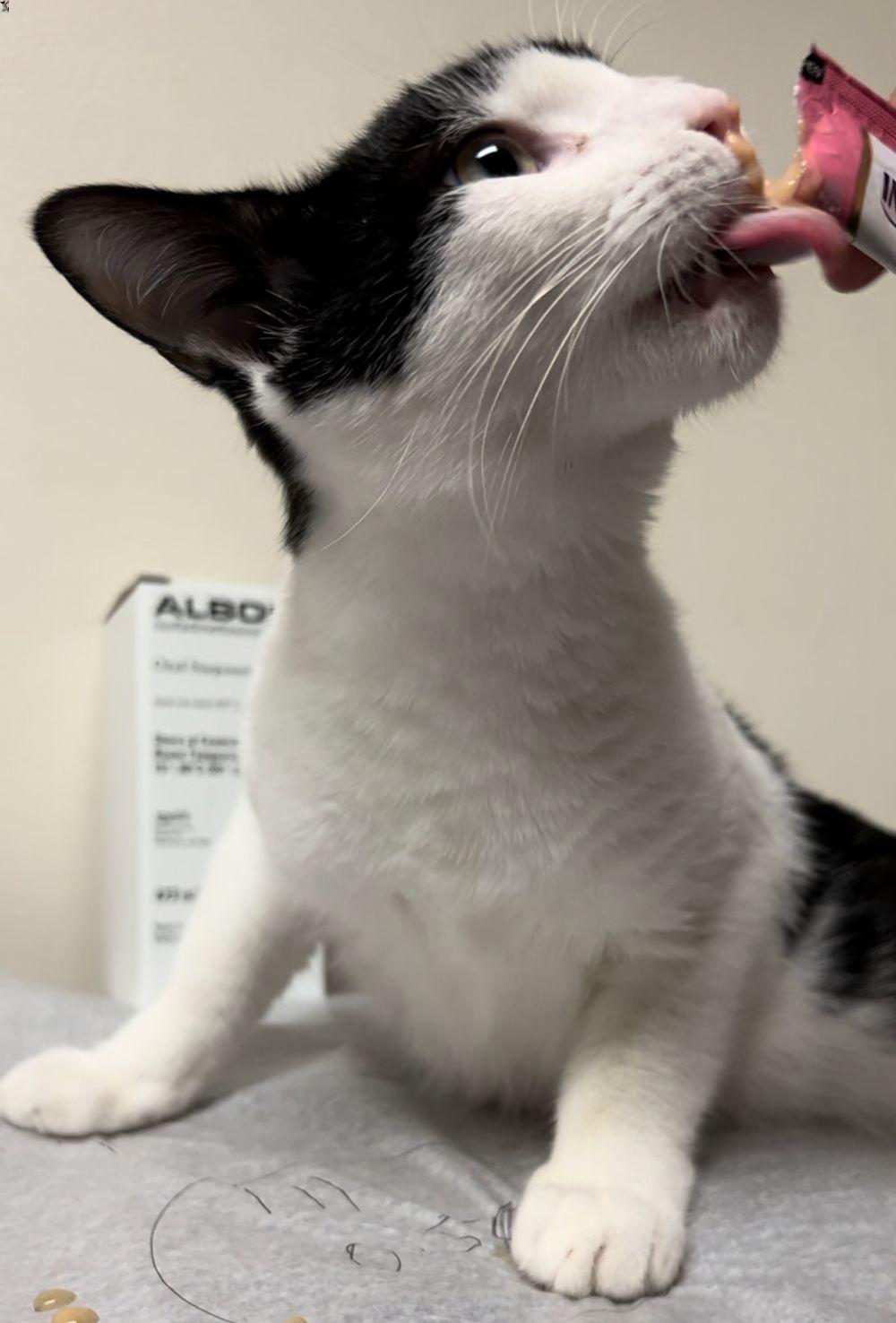 clyde snacking