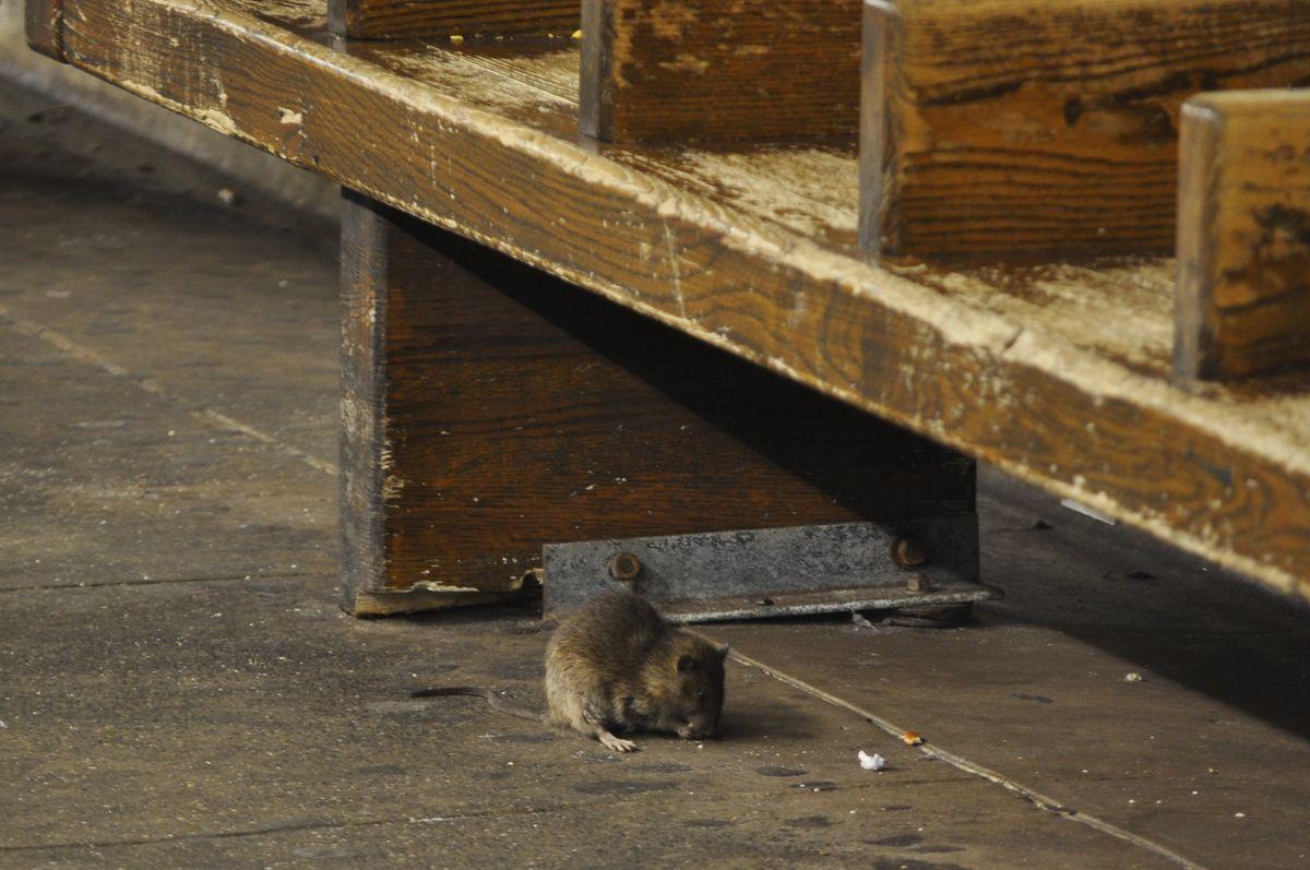 mayor adams rat action plan
