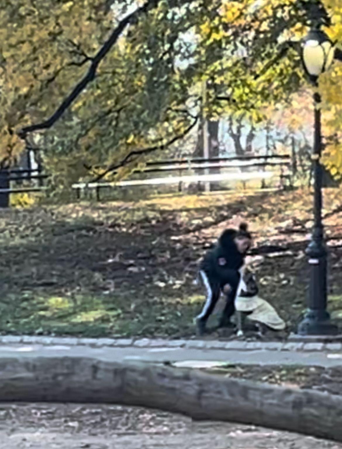 pit bull abused upper west side
