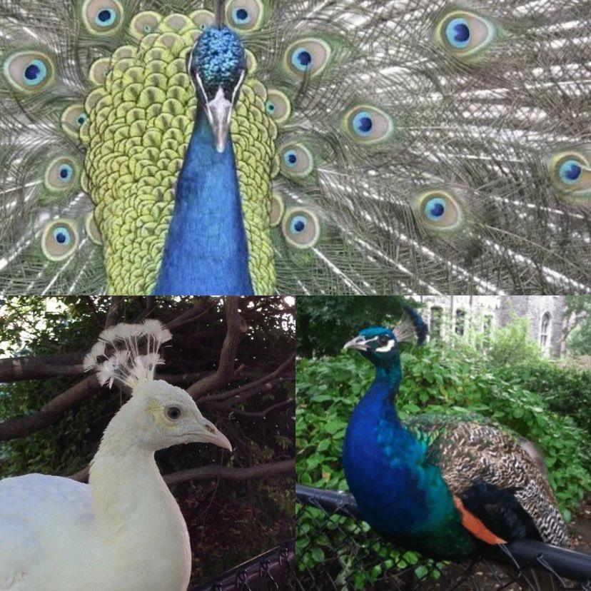 cathedral peacocks retiring