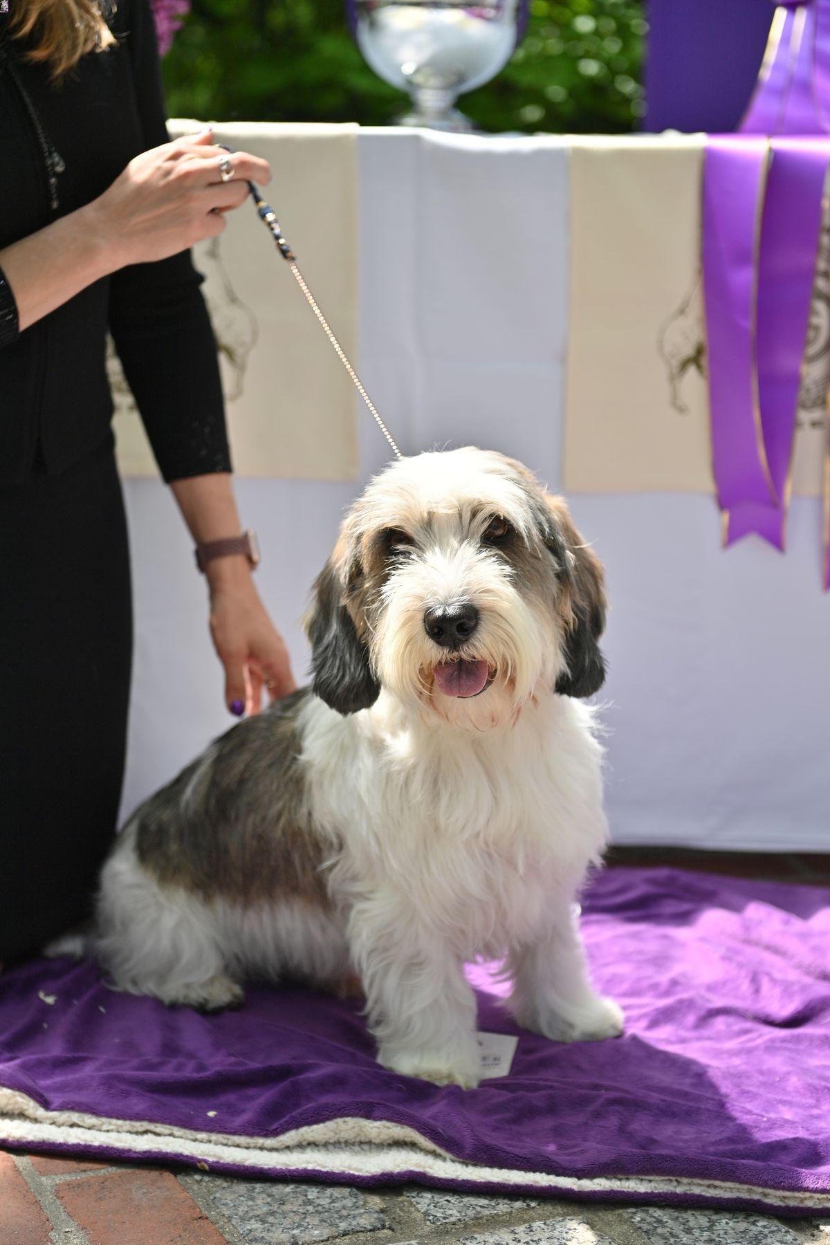 buddy holly best in show westminster