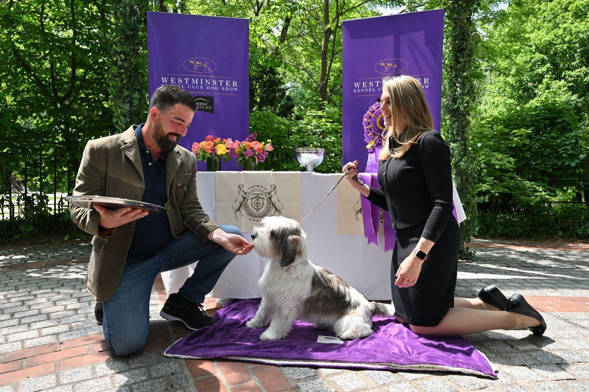 buddy holly westminster dog show winner
