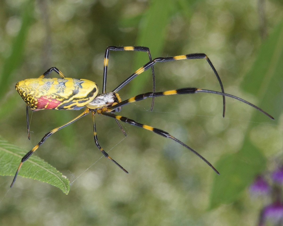 joro spiders