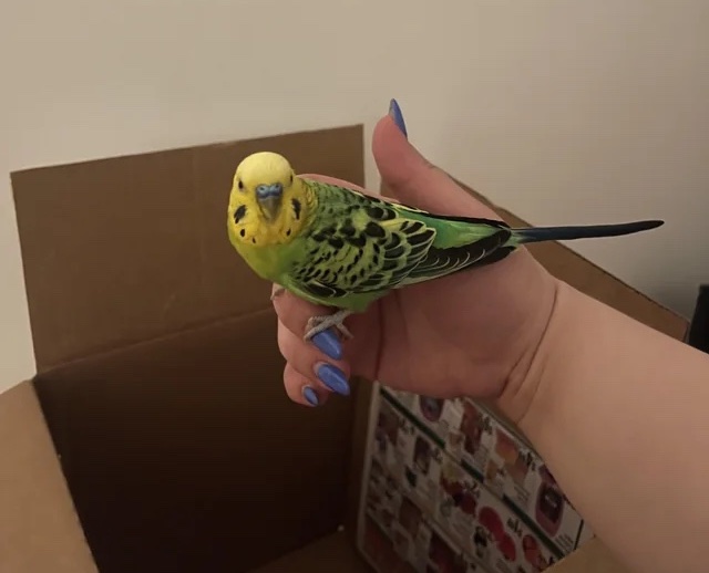 missing parakeet