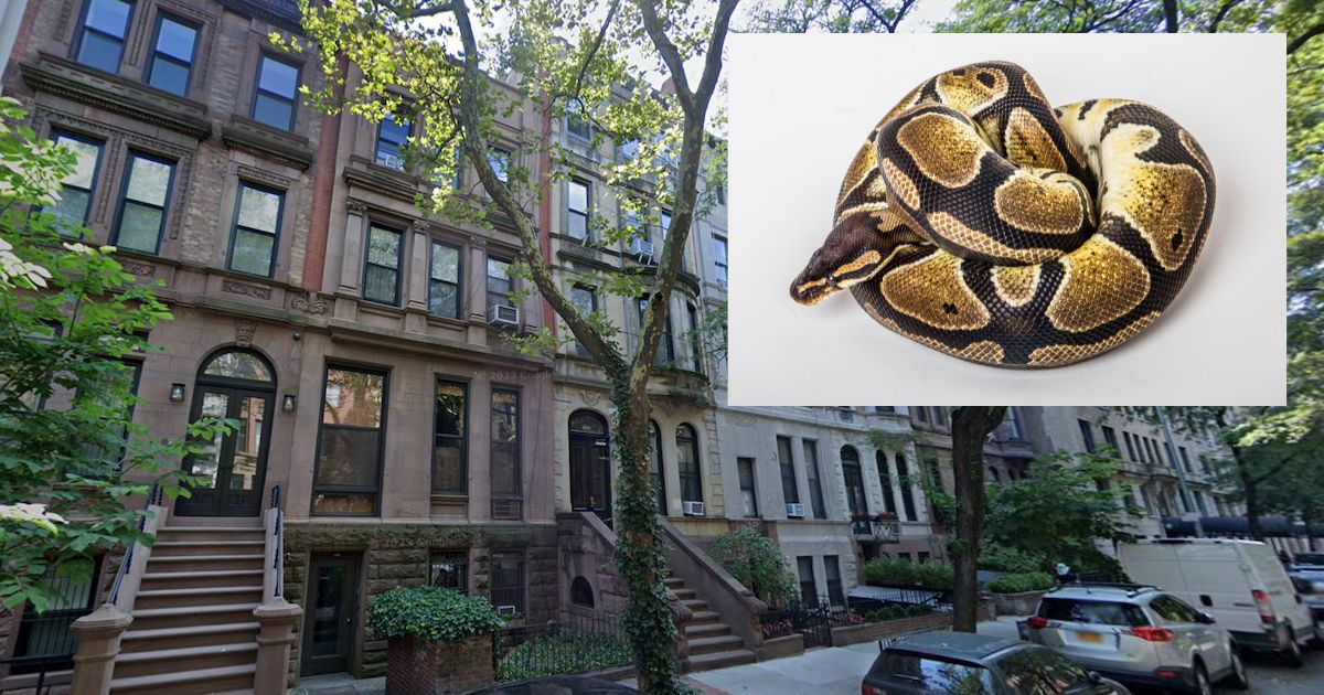 python found upper west side apartment