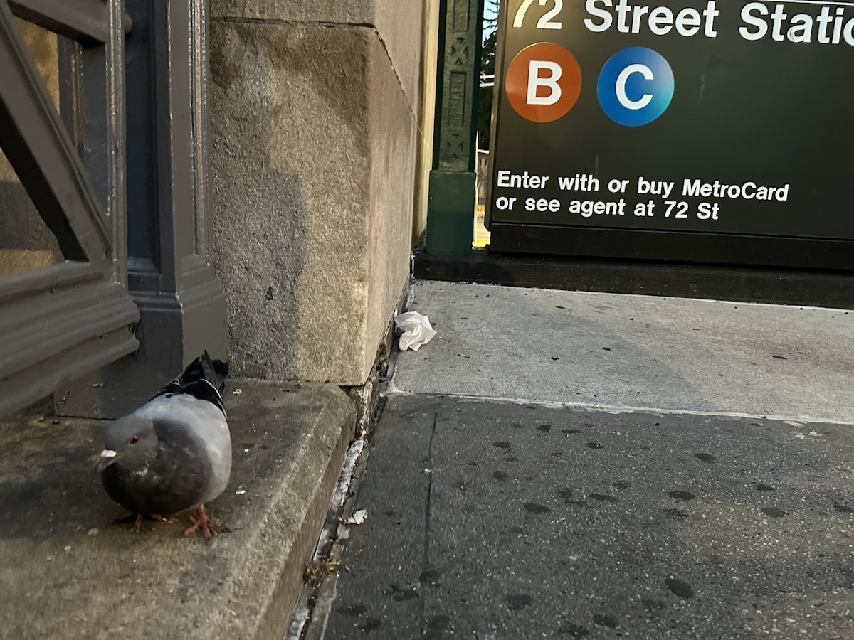 Pecking Around for Food on the Upper West Side